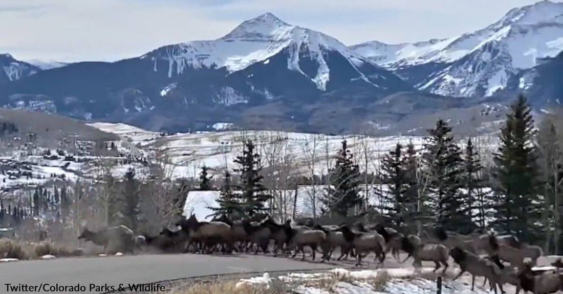 Massive Elk Herd in Colorado Rushes Across Roadway in Spectacular Video