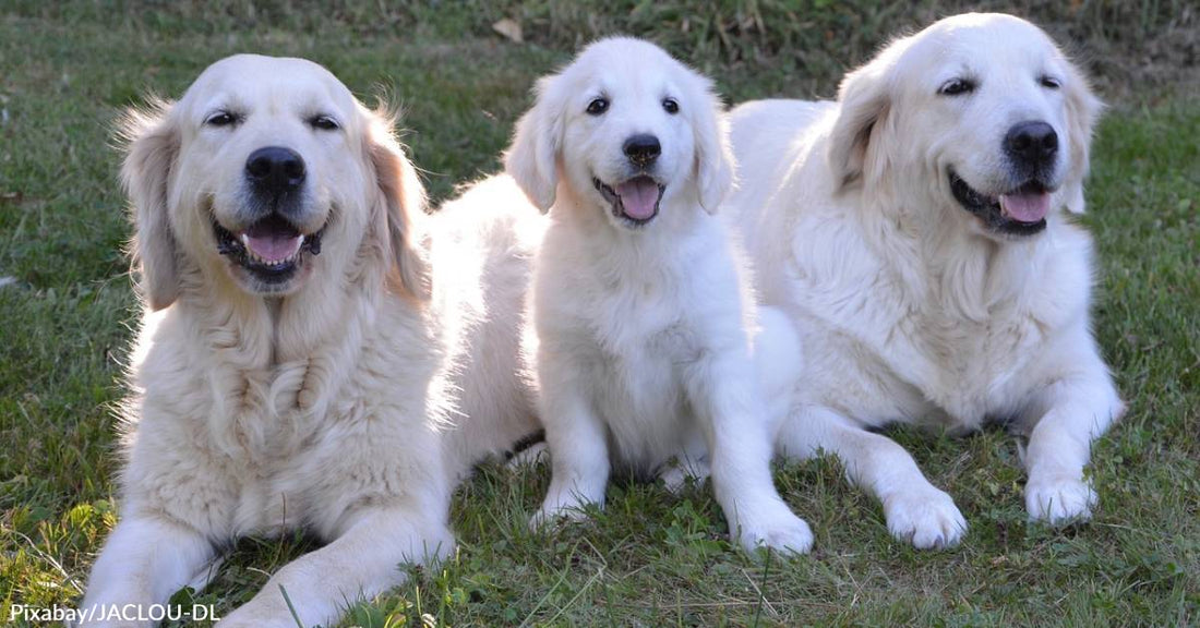 Golden Retrievers Gather in Scottish Highlands to Acknowledge Ancestral Roots