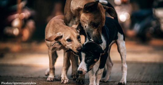 Out of Sight, Out of Mind: New Delhi Issues Order to Hide Street Dogs Ahead of G20 Summit