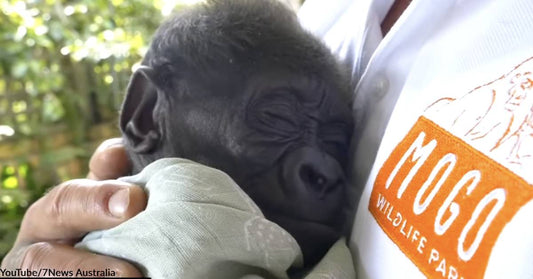 Baby Gorilla Abandoned at Birth Beats the Odds with the Help of a Dedicated Caregiver