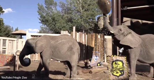 Utah's Hogle Zoo to End its Controversial Elephant Program, Much to the Delight of Activists