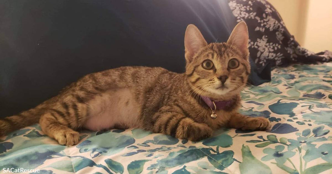 4-Month-Old Hookah Kitty Wants a Comfy Lounge of Her Own