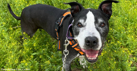 Sweet Senior Rescue Dog Can't Seem to Find His Forever Golden Years Home