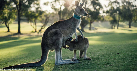 Kangaroos Increasingly Calling Texas Home But "Pets" They Are Not