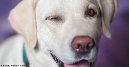 Greedy Pup in Texas Almost Burns Down House Scrounging for Cookies on Christmas Day