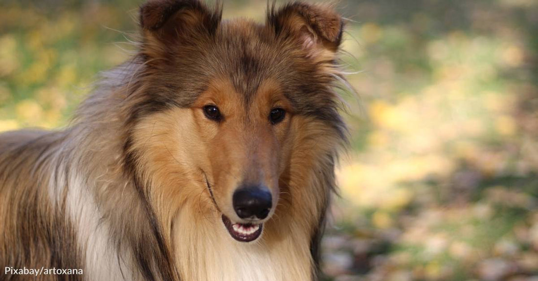 How Pal, the First-Ever Lassie, Got His Start in Hollywood