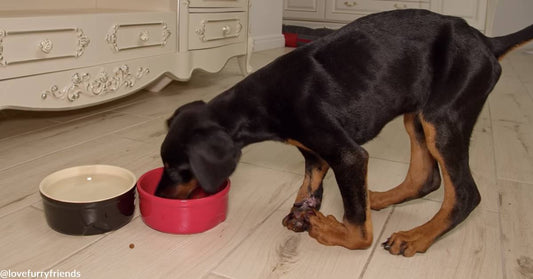Abandoned Doberman Puppy Born with Birth Defect Gets a Real Chance at Happiness