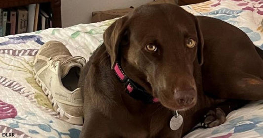Lovely Lilly Longs to Brighten Your Life as Only an Adorable Adoptable Chocolate Lab Can