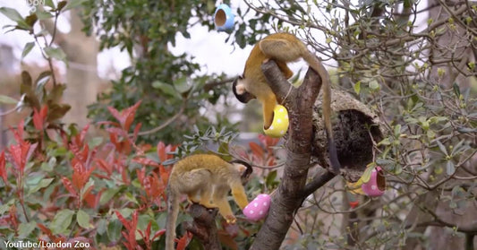 Zoo-normous Easter Egg Hunt Held for Endangered Animals at the London Zoo