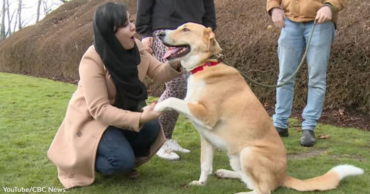 Separated for Nearly a Year, a Young Afghan Refugee Was Happily Reunited with Her Dog