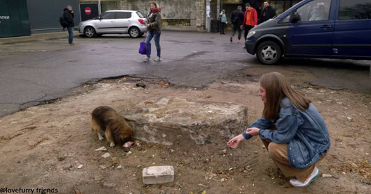Abandoned Dog Doesn't Want to Leave the Spot Where His Former Owner Left Him