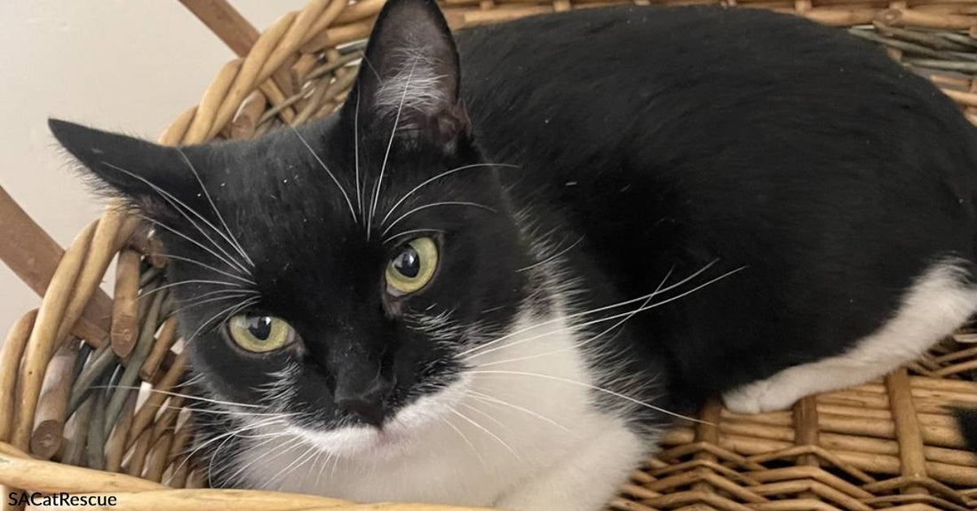 Meet Madame Zorro, the Not-So Swashbuckling Kitty Searching for Forever Love