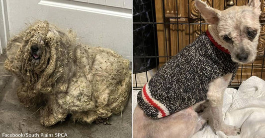 Rescue Dog in Texas Covered in 3lbs of Matted Fur and Stickers Gets Second Chance at Life