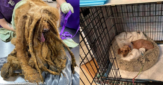 Yet Another Dog Buried in Matted Fur is Rescued and Relieved of Pounds of Excess Baggage