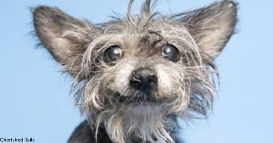 Insanely Cute Senior Dog, Mavis, Needs the Public's Help in Securing a Forever Home