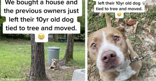 Couple Purchases Home with Abandoned Dog Tied to Tree, Gives Her the Best Life Ever
