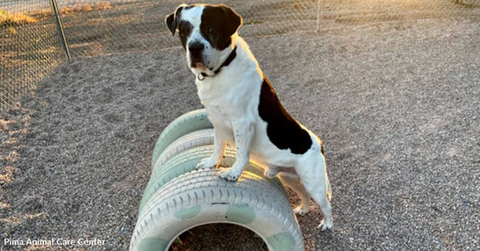 Moo the Tank Dog is Just the Companion You've Been Searching For!