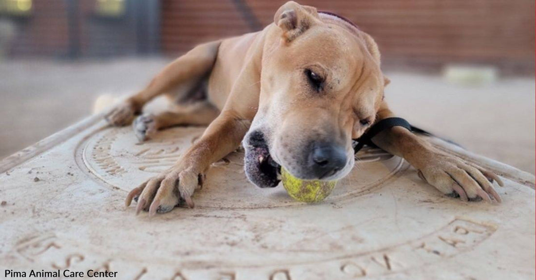 Adoptable Chinese Shar Pei, Nala, is Always Happy to See Her People