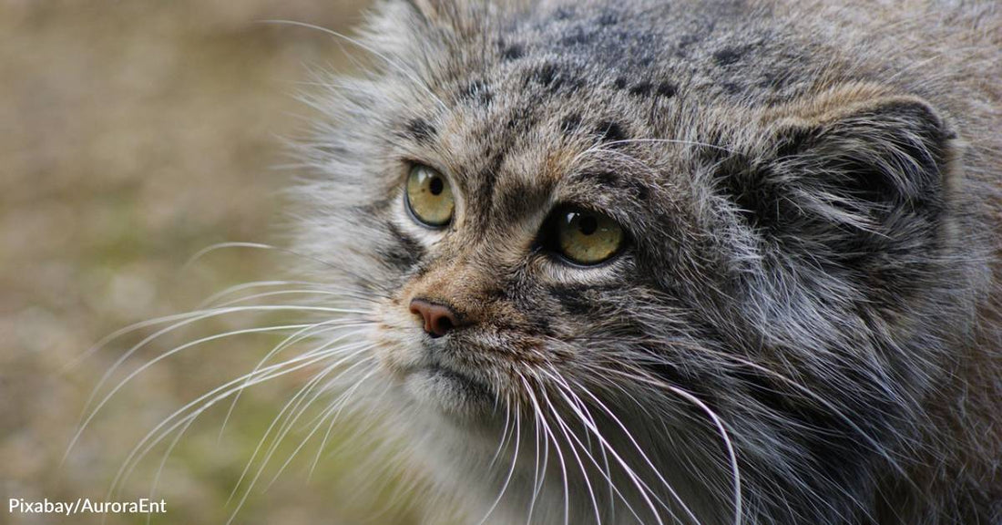 Pallas's Cats Discovered in Eastern Nepal for the First Time Ever