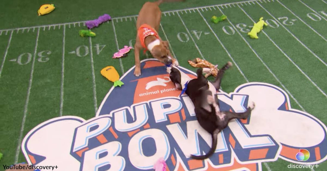The Puppy Bowl is the Other Big Game to Watch on February 12!