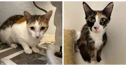 Bonded Felines Sweet Pea &amp; French Toast Need a Forever Home Together