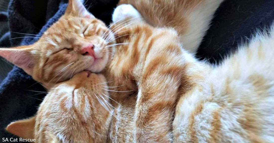 Inseparable Kitten Sibs Need Forever Home with Like-Minded Snuggler