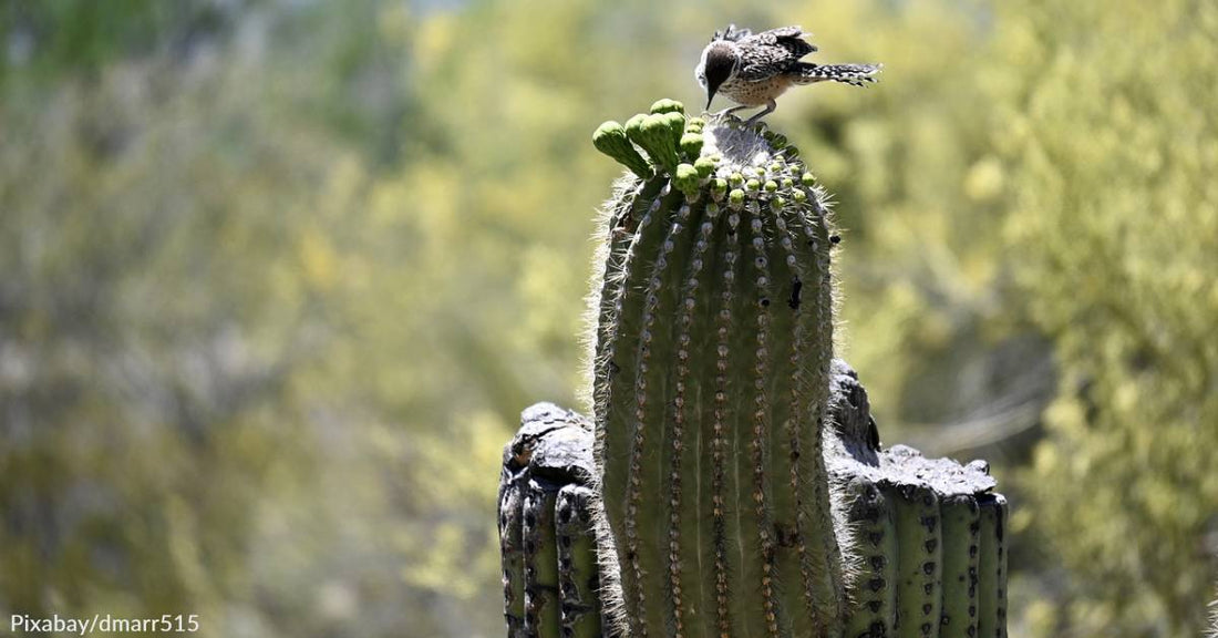 Saguaro Cactus Can't Take the Heat but There's No Way to Escape the Kitchen