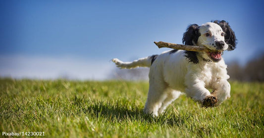 Alternatives to Public Dog Parks May Be in the Works in Your Area via SniffSpot