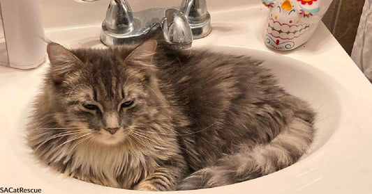 Tajin the Rescue Kitty Would Like a Sink of Her Own for Her First Birthday