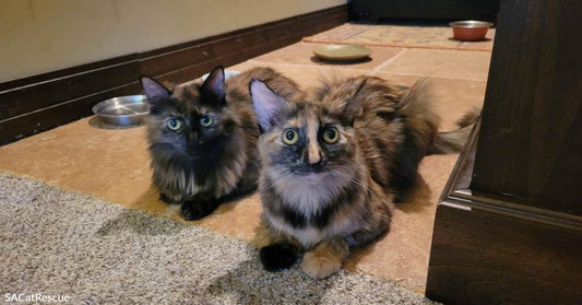 Bonded Tortie Ladies in Need of a Together Forever Home Would Like to Meet You