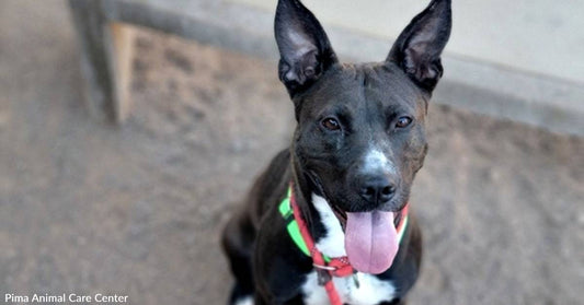 Ursela the Homeless Rescue Dog is No Sea Witch