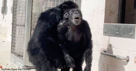 Vanilla the Lab Chimp Sees the Sky for the Very First Time in Heartwarming Video