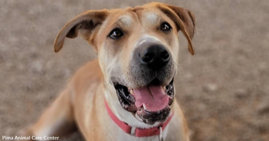 Young Dog Who Overcame Shyness Hurdle Now at Risk for Euthanasia