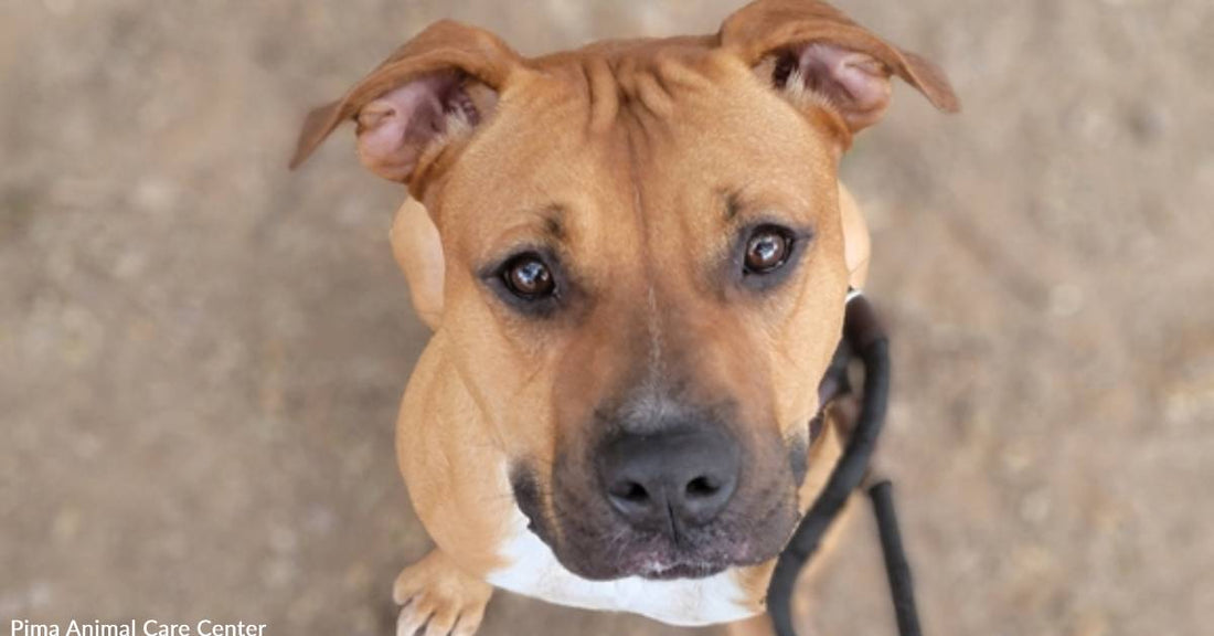 Water Baby In Shelter for Nearly a Year Needs Forever Home to Swim and Zoom Around In