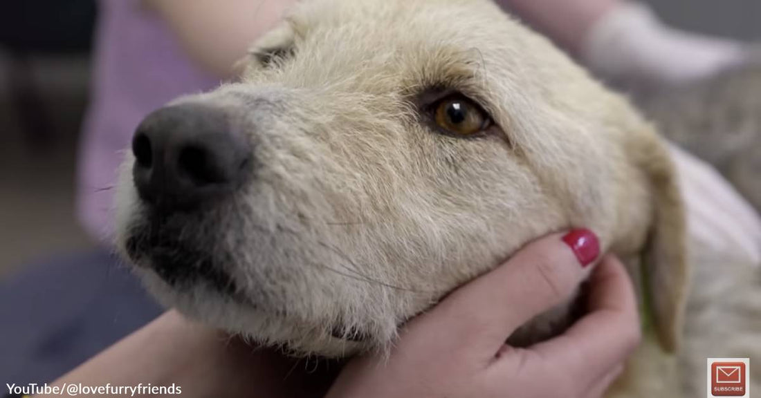 Rescue Dog Zhuzha's Heartbreaking Story Has a Much Happier Ending