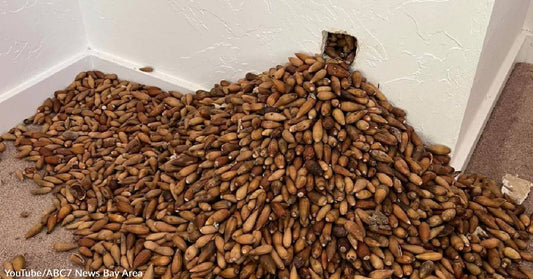 California Woodpecker Stashes 700 Pounds of Acorns in Rental Home, Exterminator Finds Motherlode