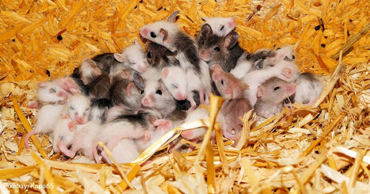 Mice Cured of Alzheimer's Provide Hope for the Rest of Us