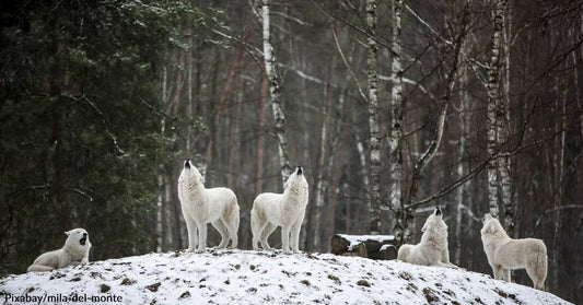 Arctic Wolves Fare Better Due to Extreme Isolation