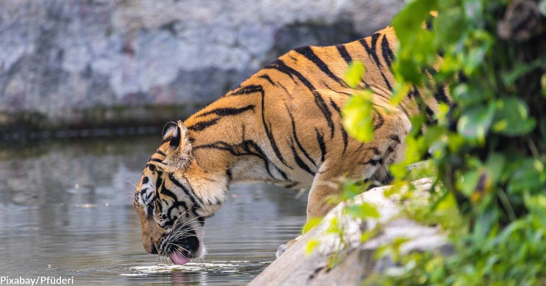 Tiger Population in Thai Wildlife Sanctuary Sees Increases for the First Time in 30 Years