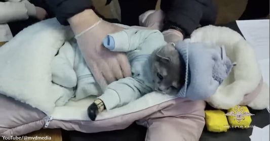 A Woman in Russia Was Busted for Using a Cat Dressed Like a Baby as a Drug Mule