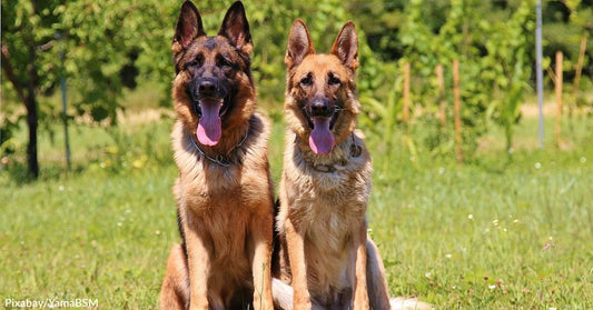 U.K. Man's Neighbor Insists He Get Rid of Senior Dogs so Kids Can Play in His Yard!