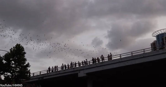 Thousands of Bats in Houston Needed Rescuing From Freezing Temps, Hundreds Released Today