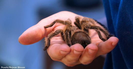 Get Ready, the Annual Southeastern Colorado "Tarantula Trek" is About to Begin!