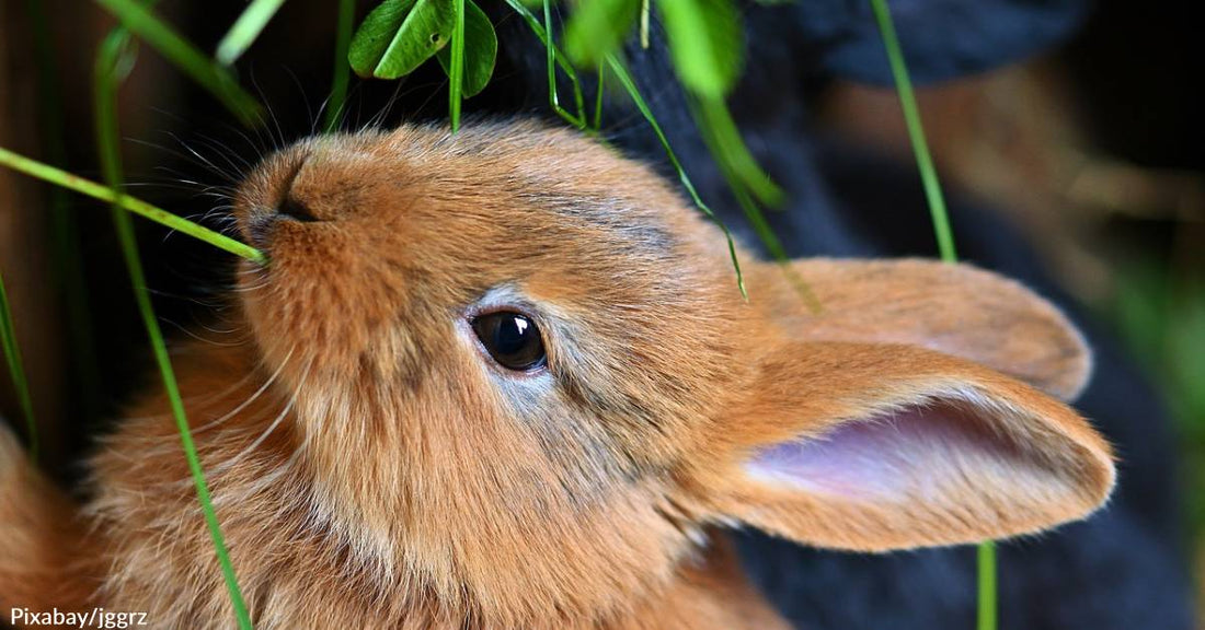 How to Proactively Deal with Pets Whose Teeth Never Stop Growing