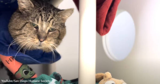 Shelter Cat Chonk the "Chunk" Wins for Cutest Purr Ever in Video!