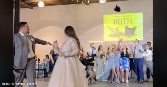 A Recent Wedding Included Adoptable Shelter Pets at an Unforgettable Reception