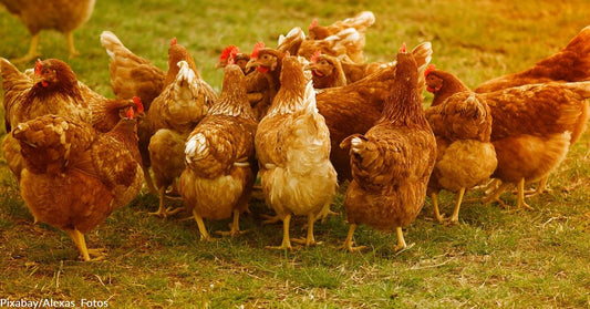 Texans Want More Freedom to Raise Chickens in Residential Neighborhoods — At What Cost?