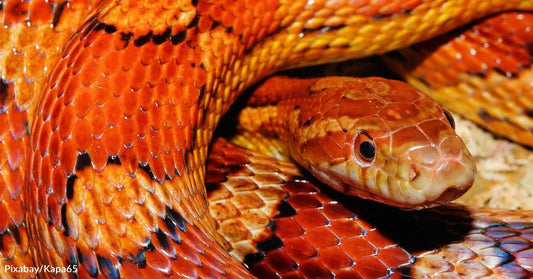 Scotsman Freaked Out by 4-Foot Corn Snake Living in Late Aunt's Kitchen Sink