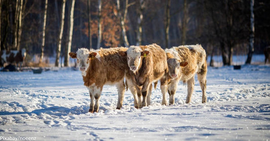 Stranded Cows in California Benefitting From "Operation Hay Drop"