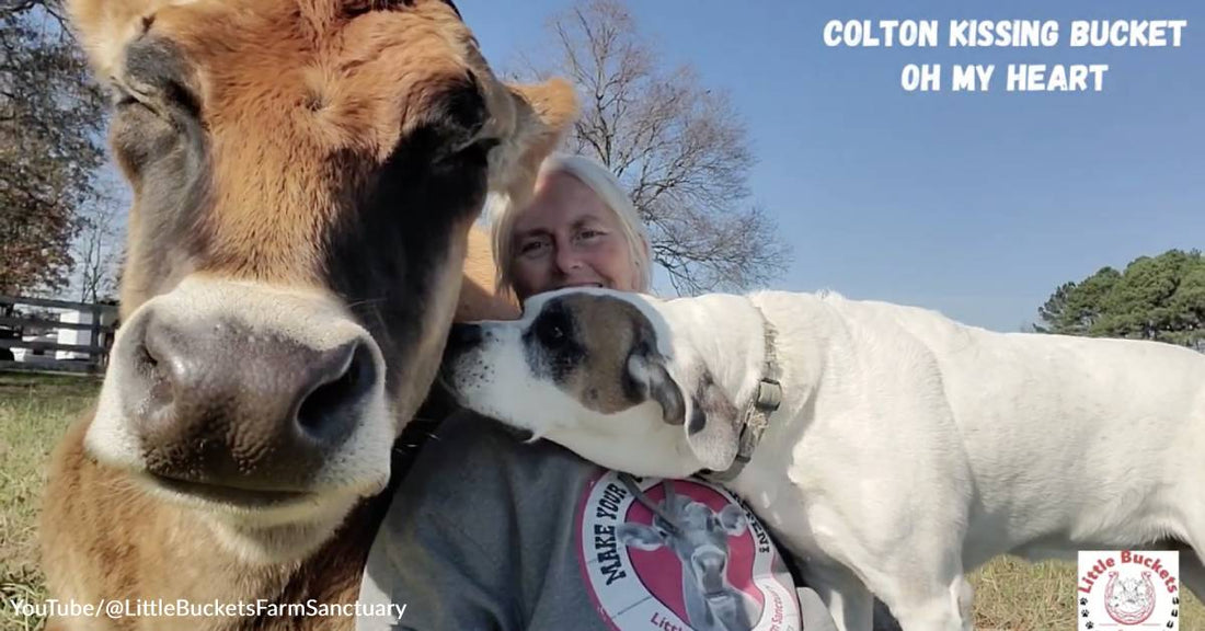 St. Bernard and Cow Develop Adorable Friendship at Virginia Sanctuary